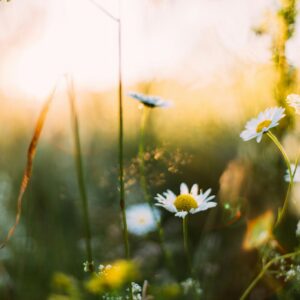 Spring white daisies sunset