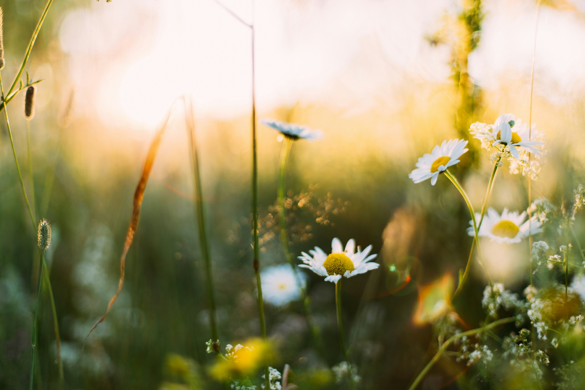 Spring white daisies sunset