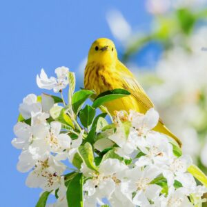 Spring yellow bird white blossoms