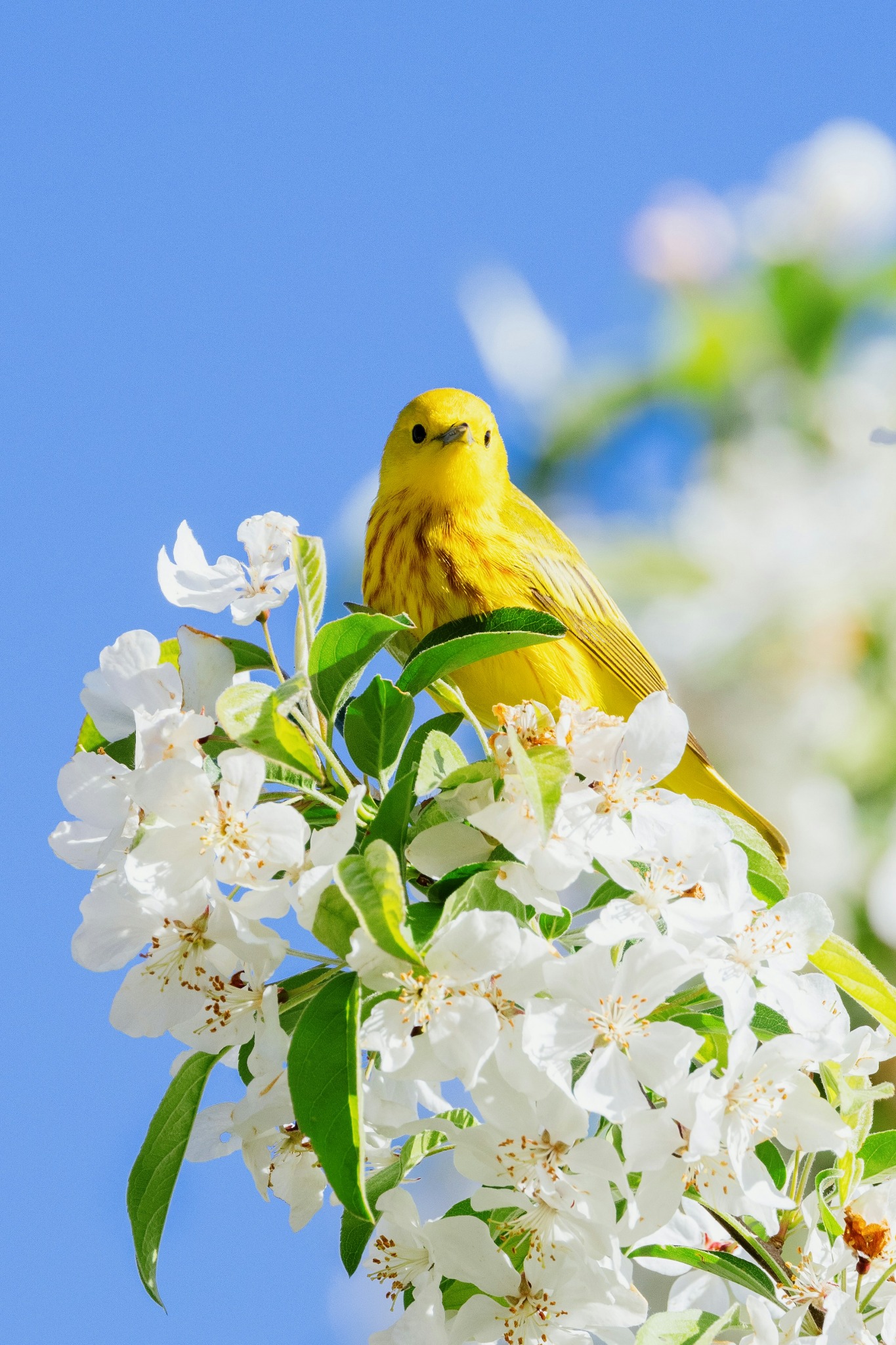 Spring yellow bird white blossoms