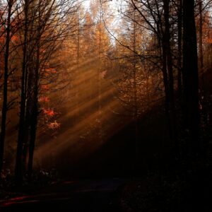 Sun rays forest road autumn