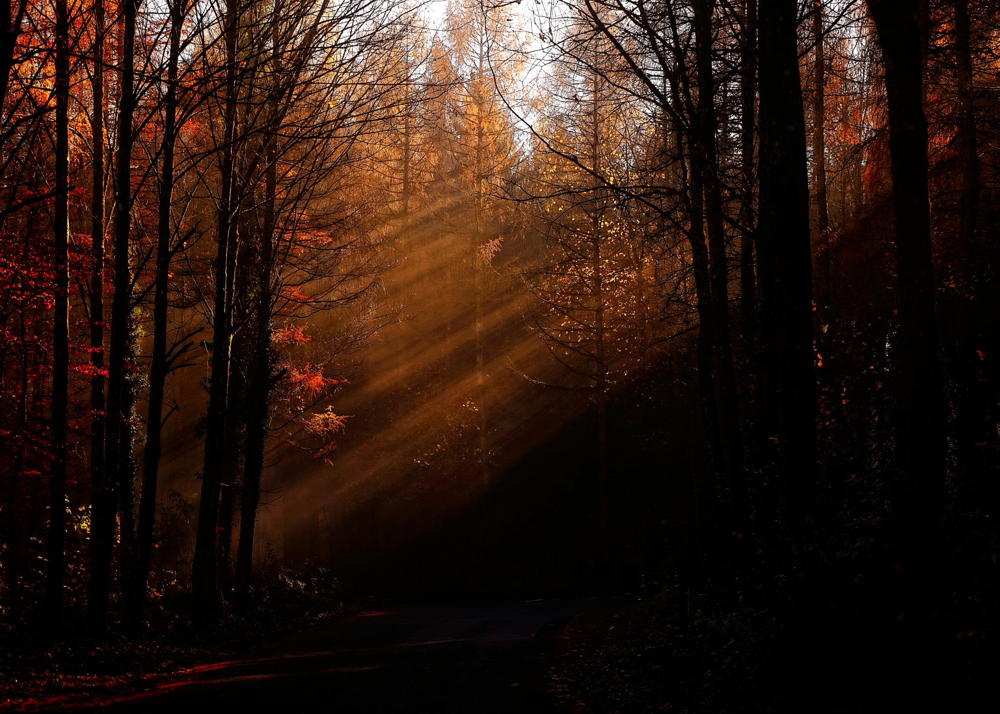 Sun rays forest road autumn