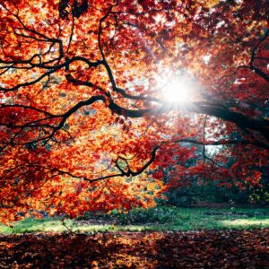 Sun through red autumn leaves