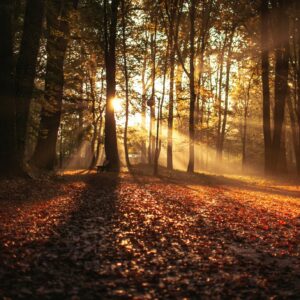 Sunlight through autumn forest