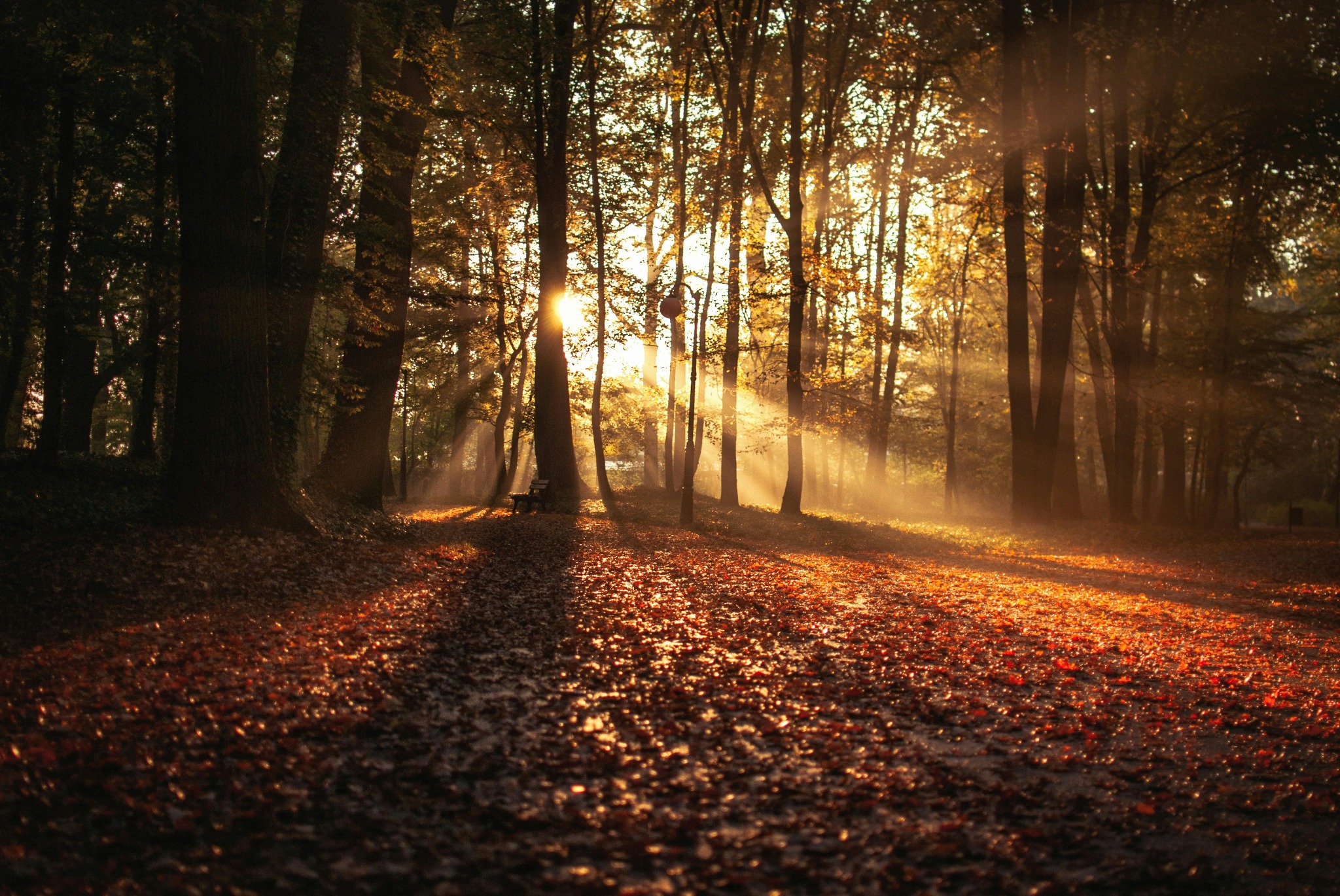 Sunlight through autumn forest