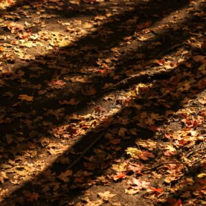 Sunlit autumn forest floor leaves