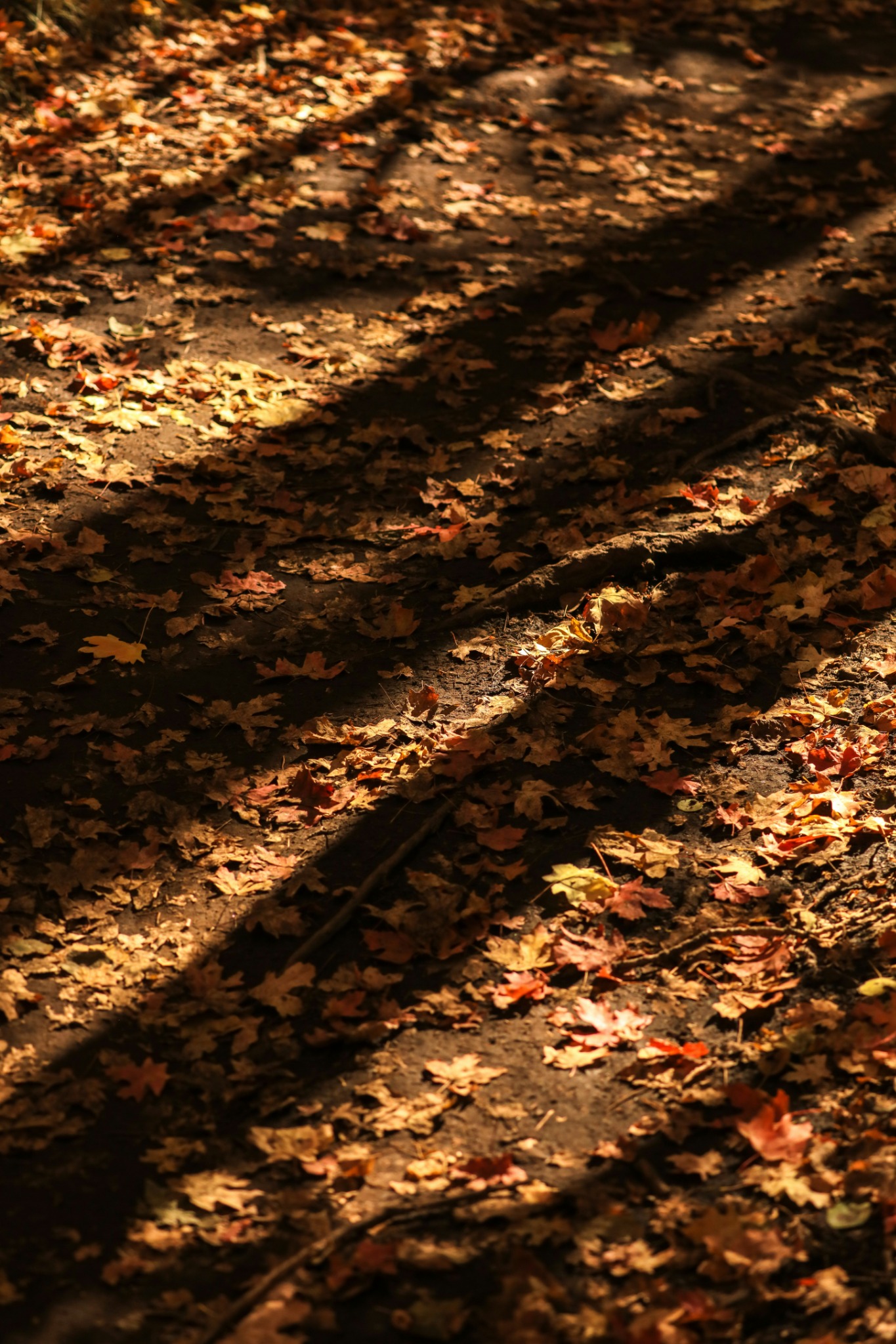 Sunlit autumn forest floor leaves