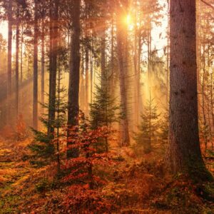 Sunlit forest path