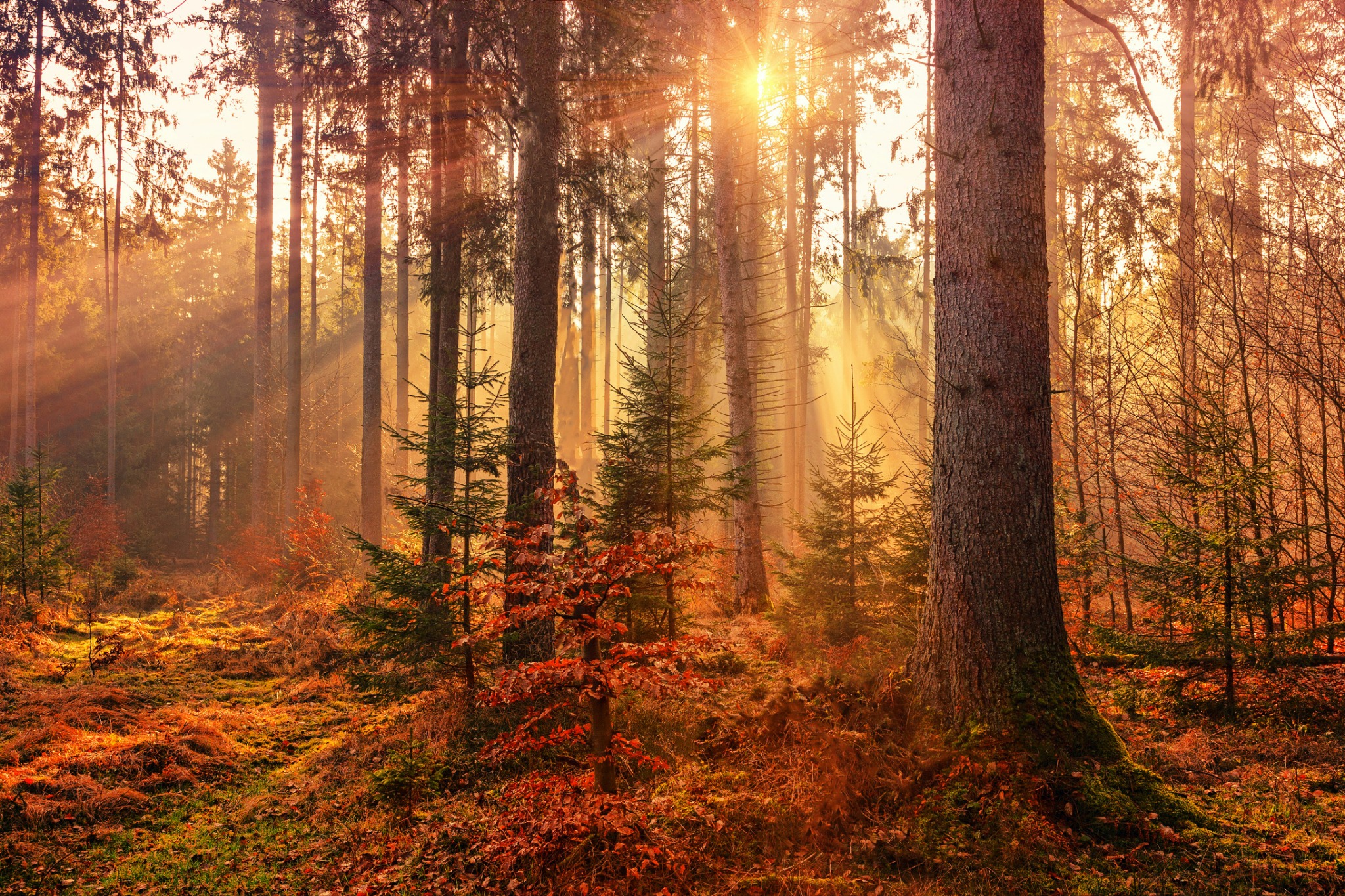 Sunlit forest path