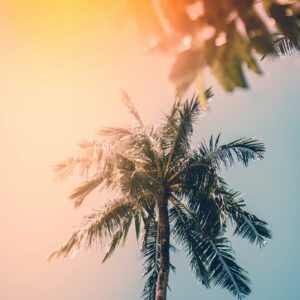 Sunny palm tree upward angle