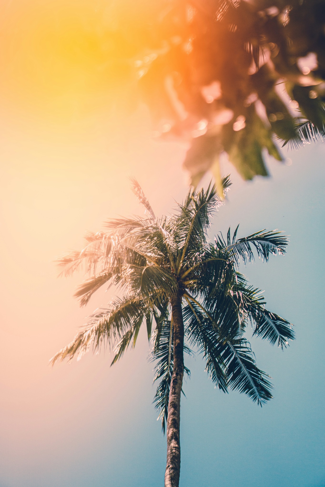 Sunny palm tree upward angle