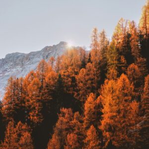 Sunrise autumn mountain trees