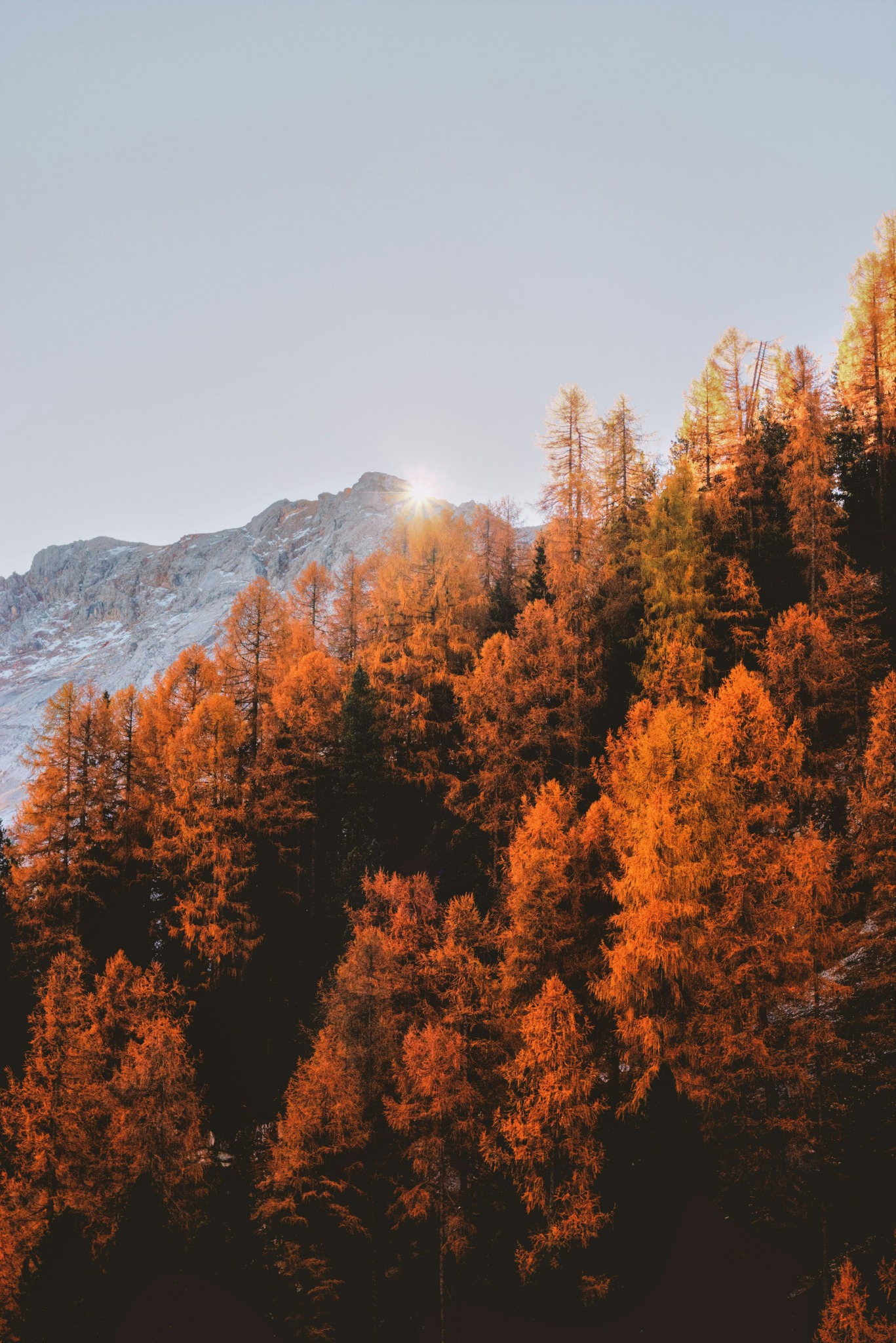 Sunrise autumn mountain trees