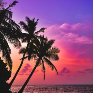 Sunset palm trees tropical