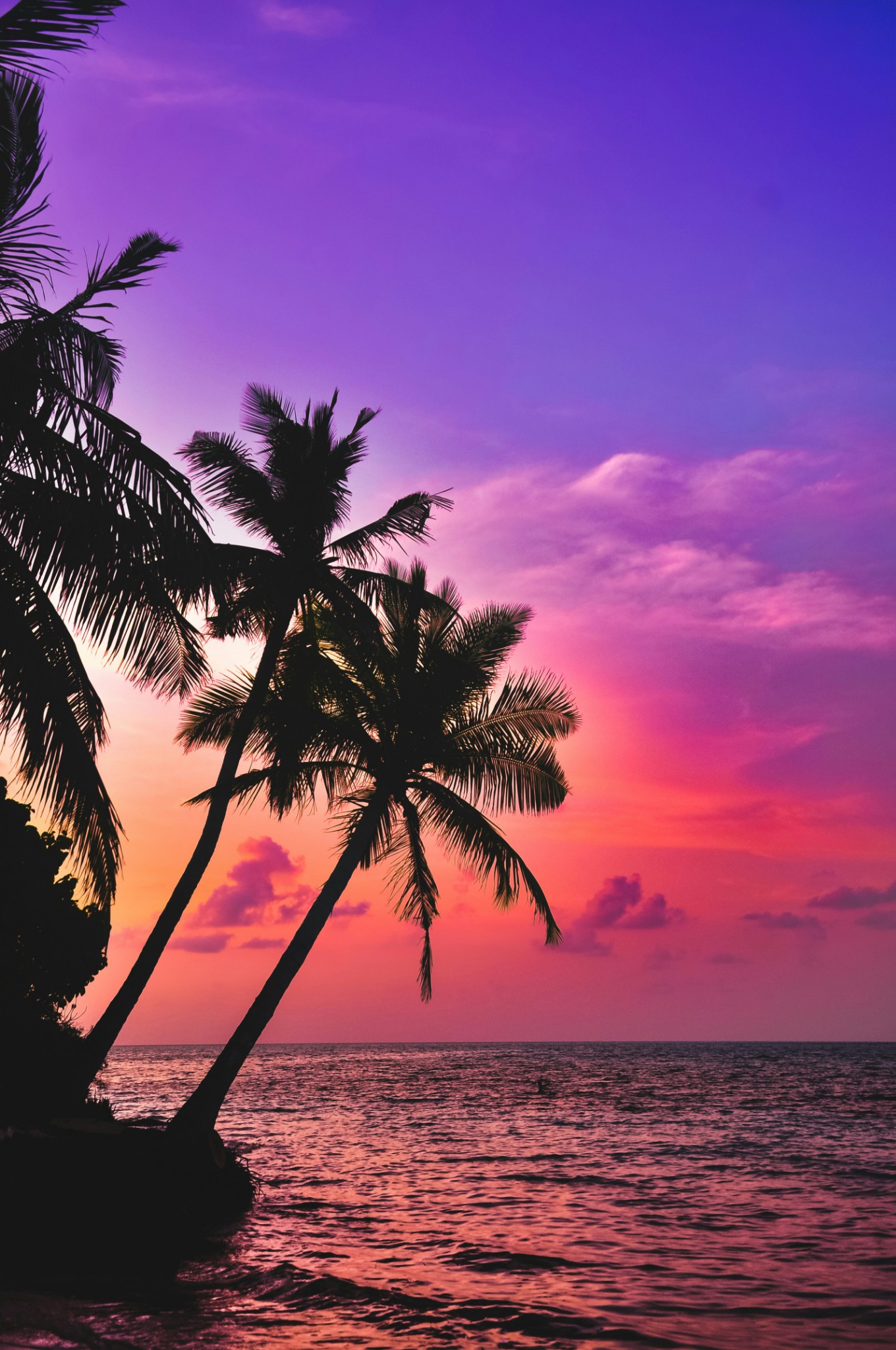 Sunset palm trees tropical