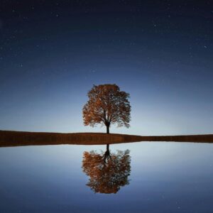 Tranquil tree reflection starry night