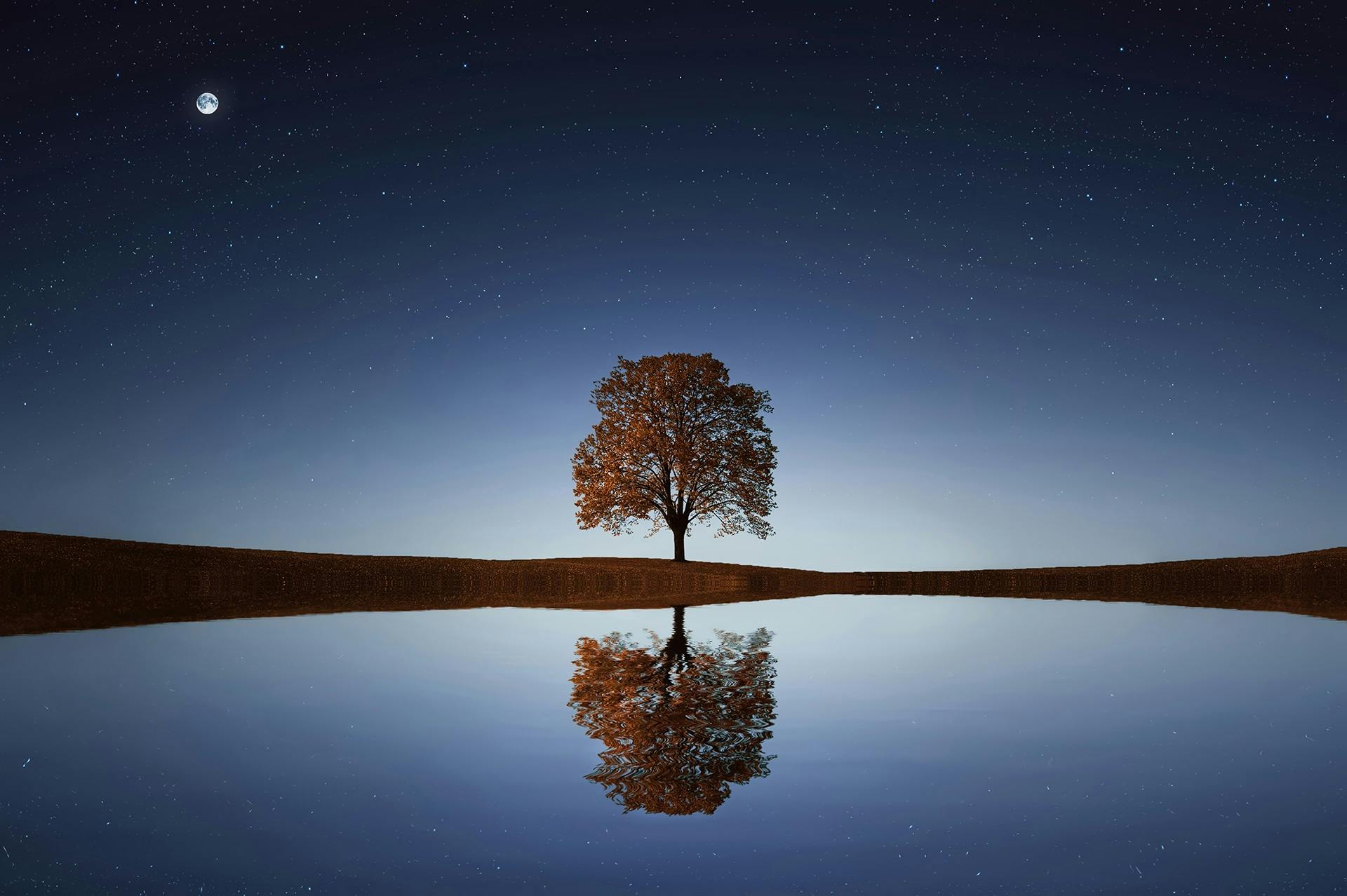 Tranquil tree reflection starry night
