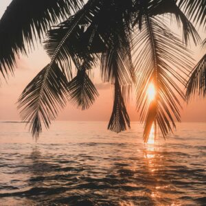 Tropical beach sunset palm silhouette