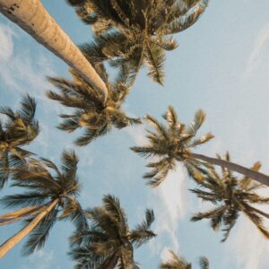 Upward palms sky view