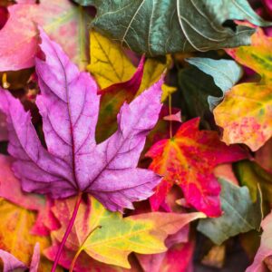 Vibrant autumn leaves background