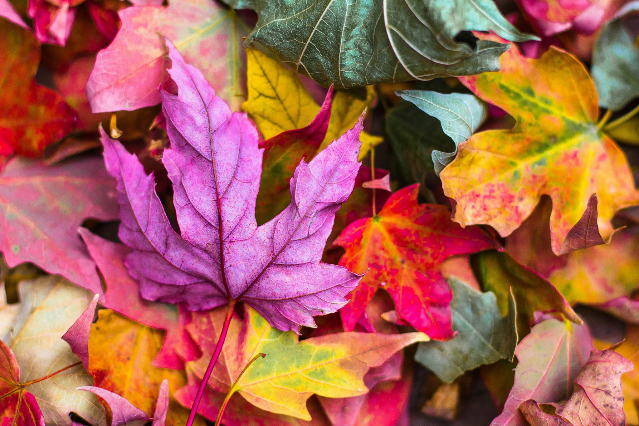 Vibrant autumn leaves background