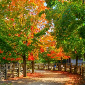 Vibrant autumn tree