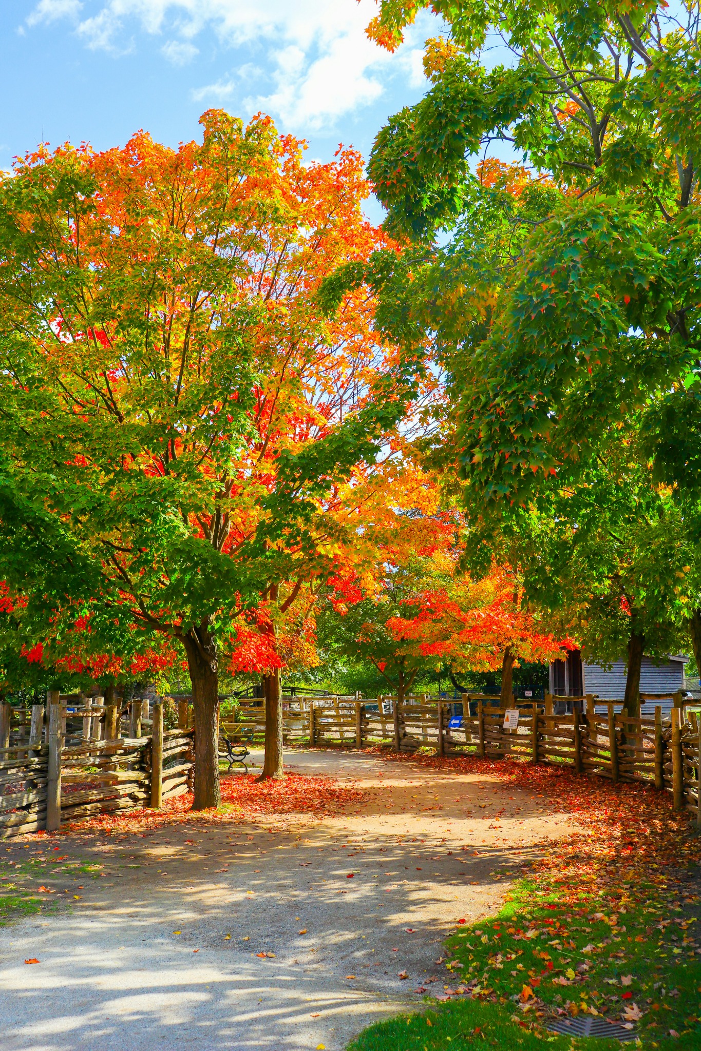 Vibrant autumn tree