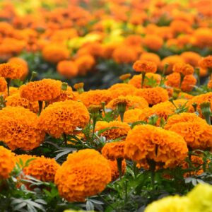 Vibrant orange marigold field