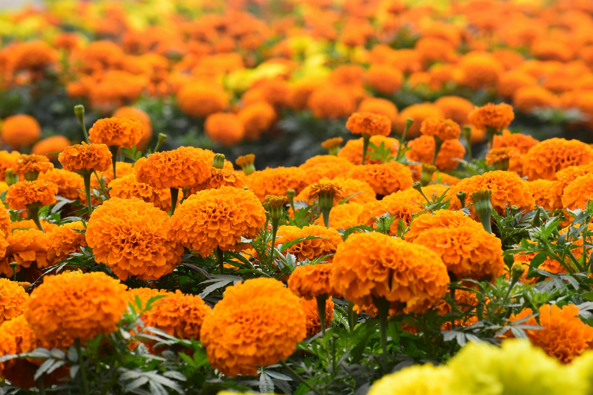 Vibrant orange marigold field