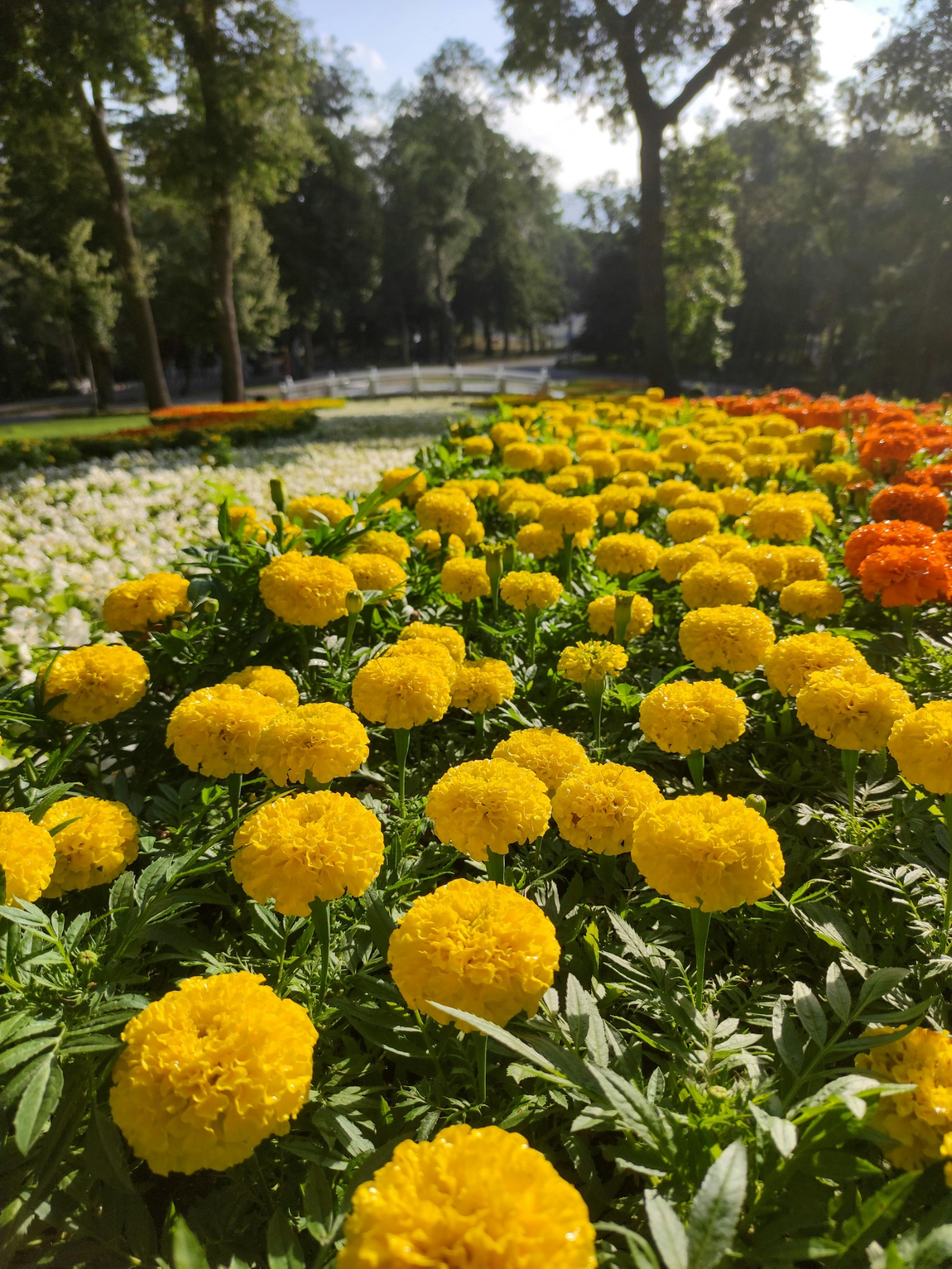 Vibrant yellow marigolds closeup