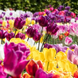 Vivid spring tulip garden