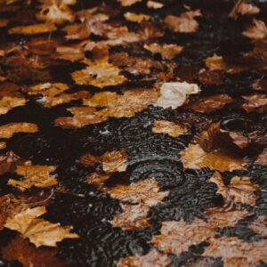 Wet autumn leaves on ground