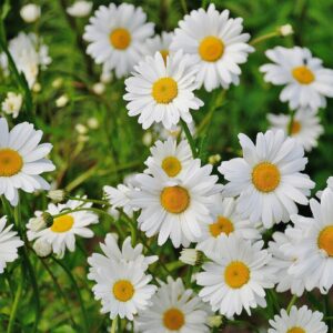 White daisies field sunny day