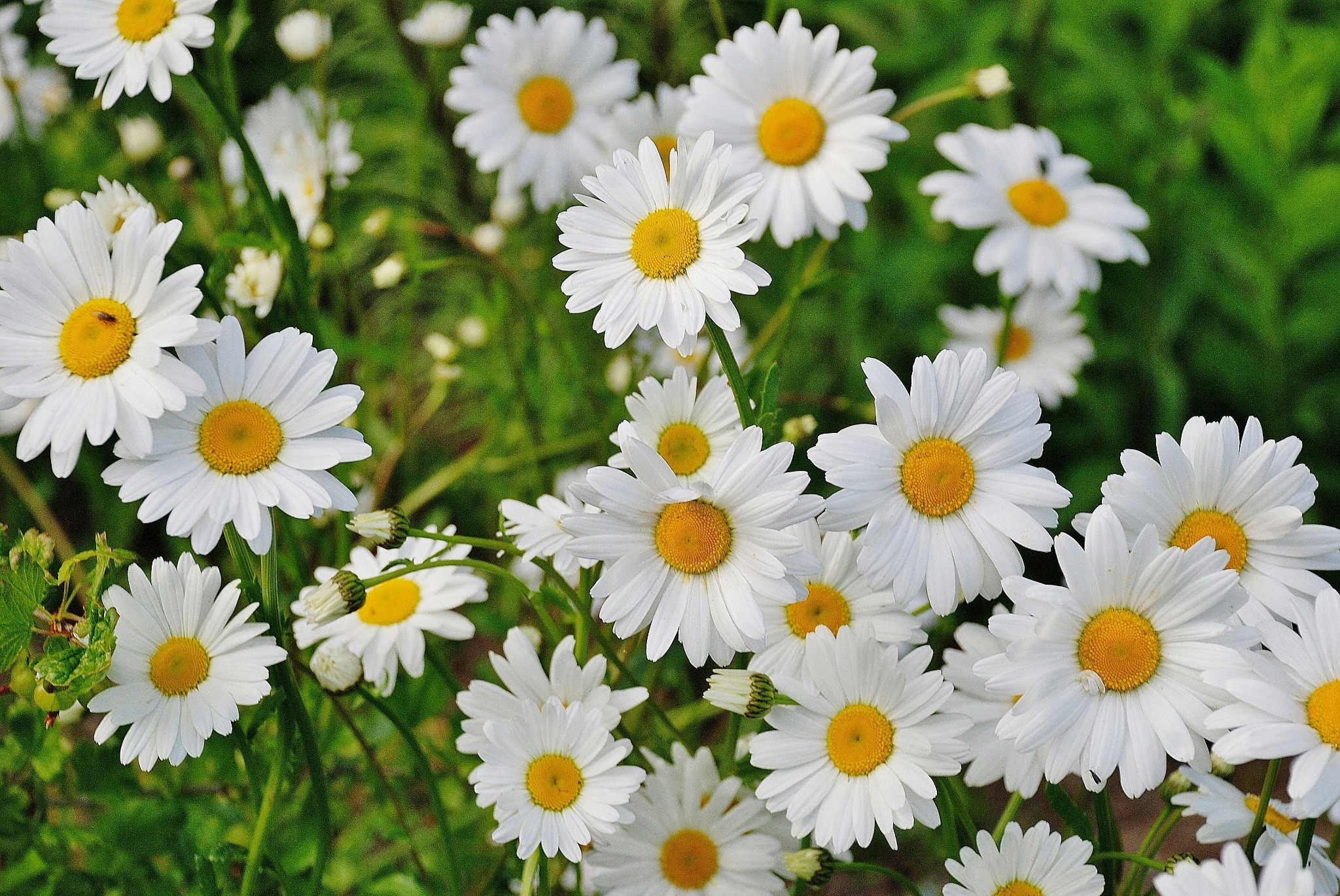White daisies field sunny day