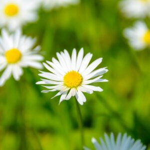 White daisy yellow center macro