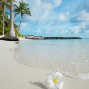 White flower on tropical beach