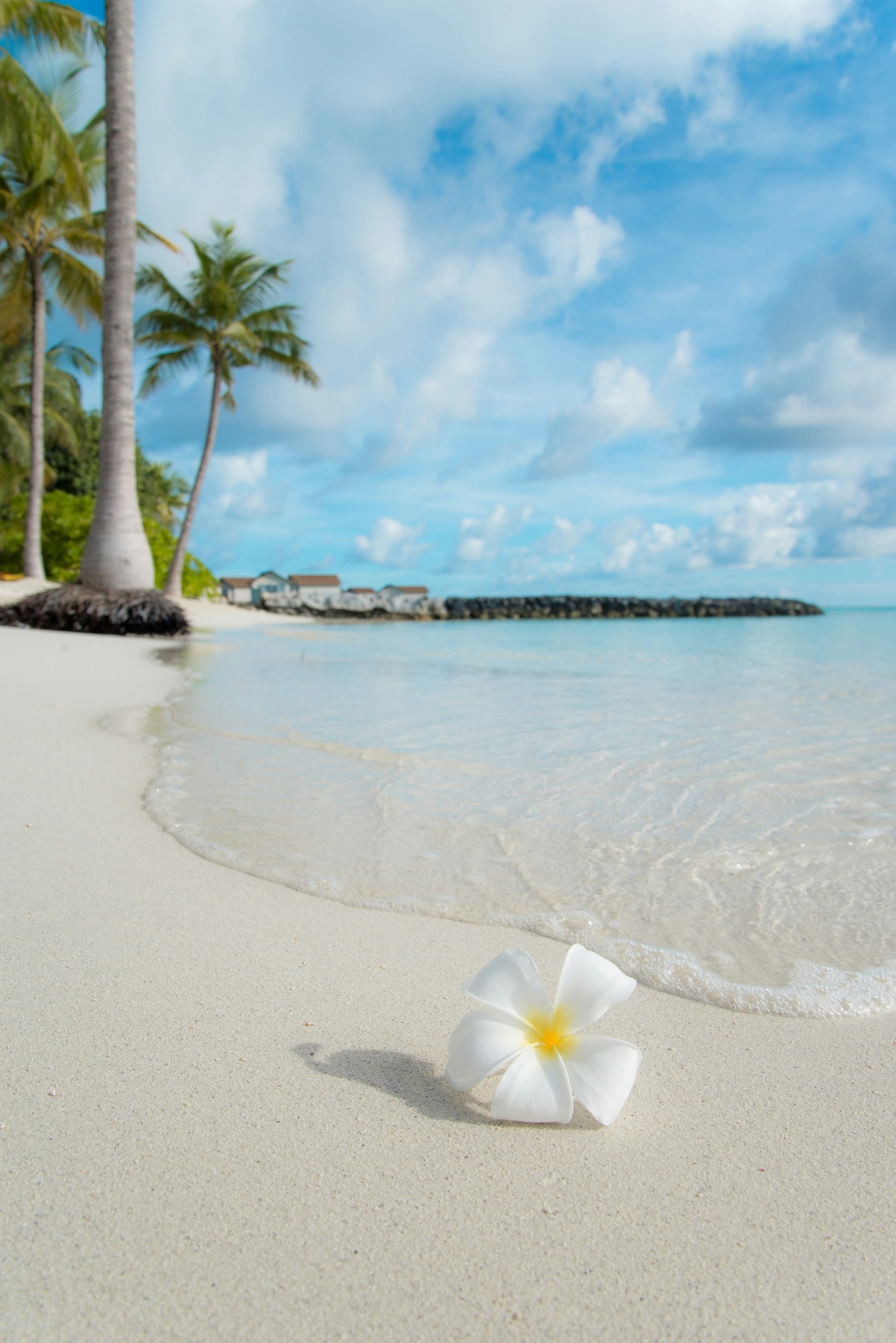 White flower on tropical beach