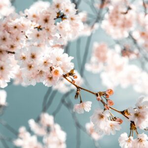 White spring blossoms blue sky