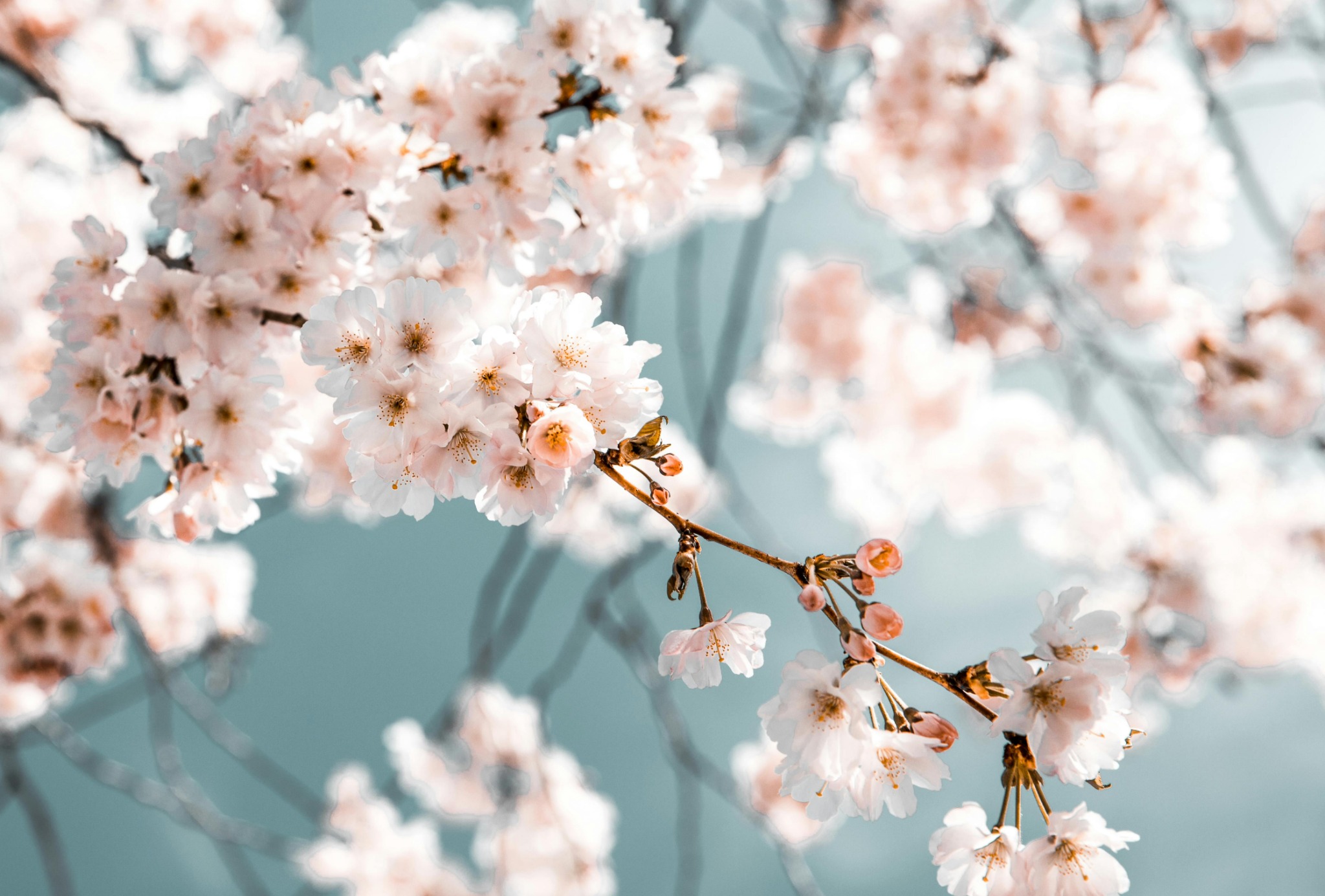 White spring blossoms blue sky