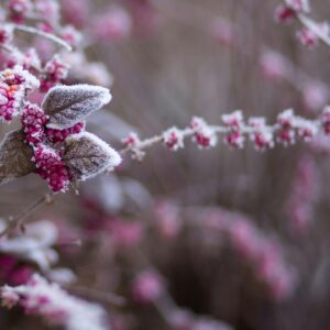 Winter frost pink flowers closeup