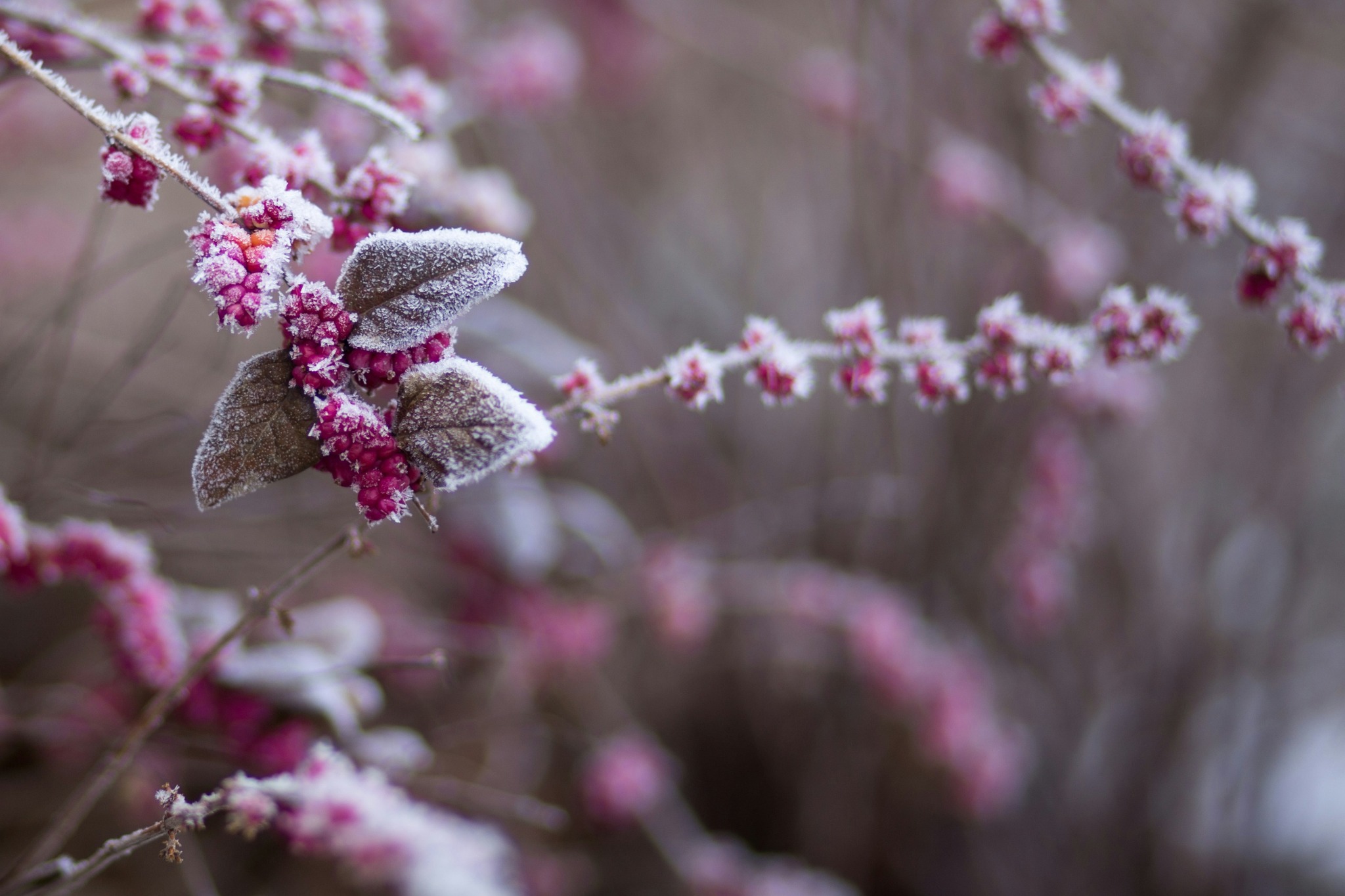 Winter frost pink flowers closeup