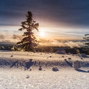 Winter morning sun snow trees