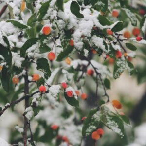 Winter snow covered berries