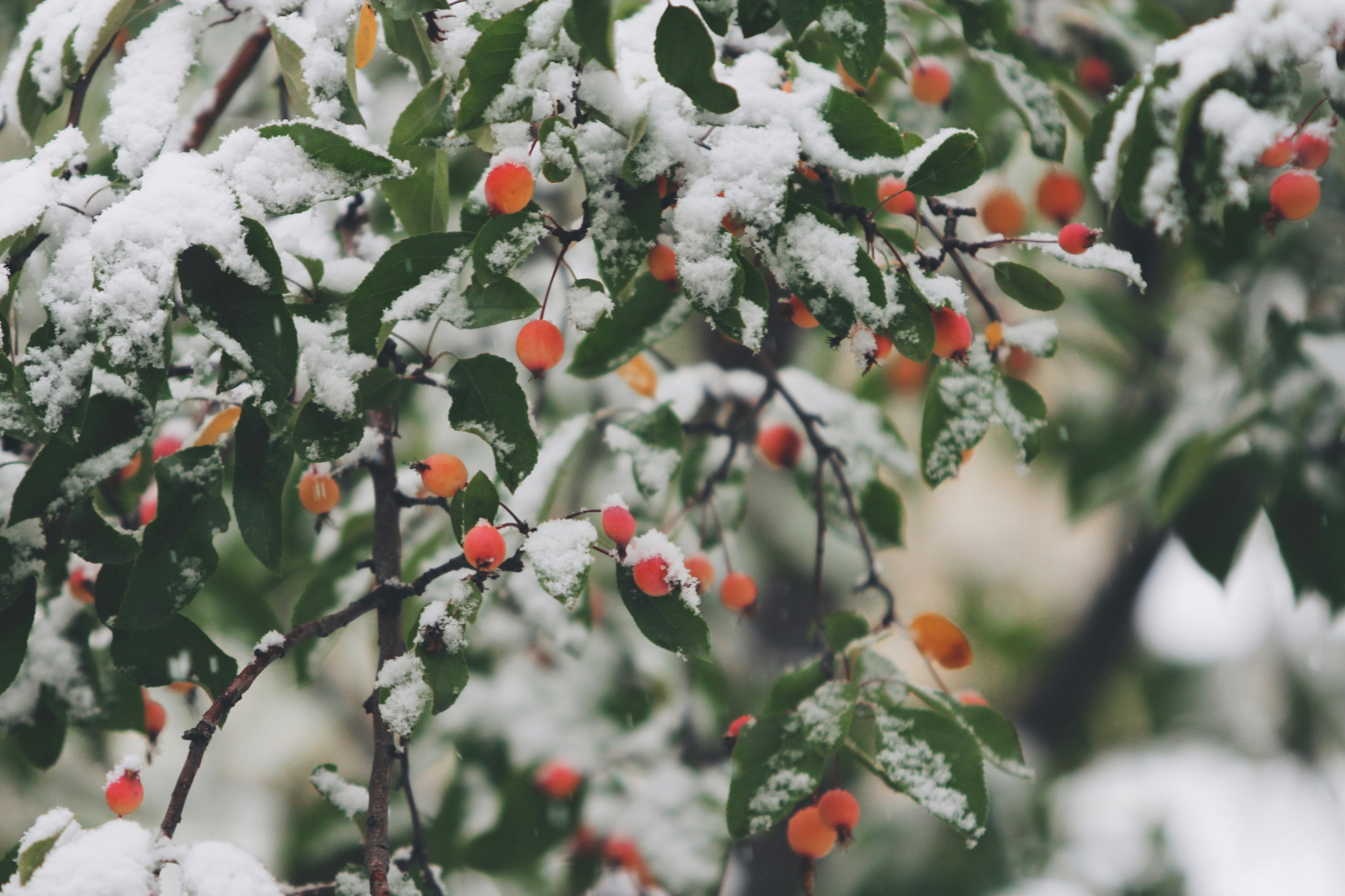 Winter snow covered berries