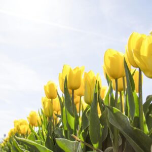 Yellow tulips blue sky low angle