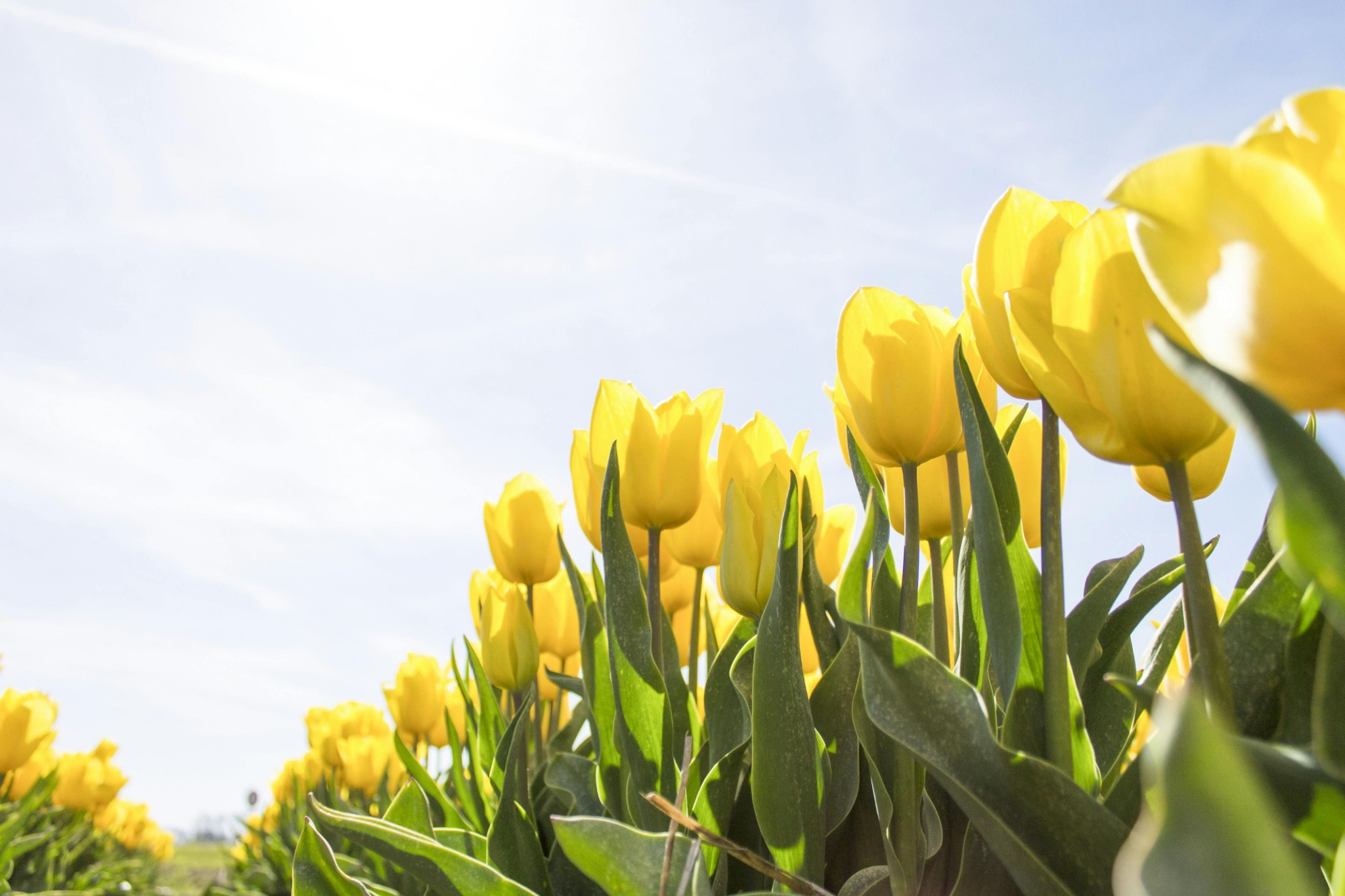 Yellow tulips blue sky low angle