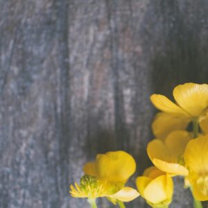 Yellow wildflowers dark background