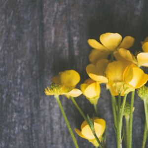 Yellow wildflowers wooden background