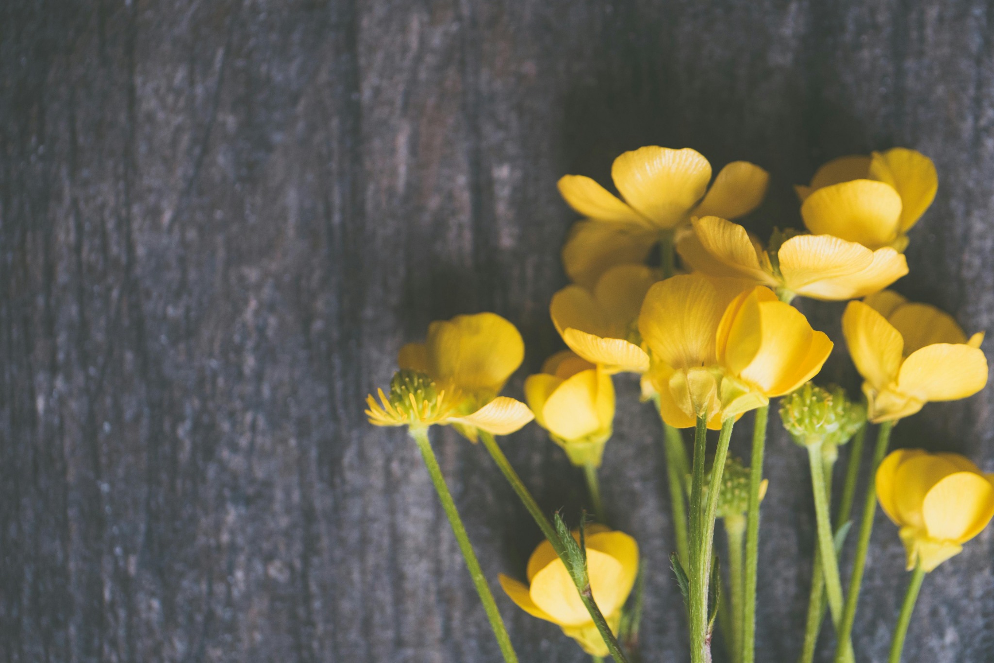 Yellow wildflowers wooden background