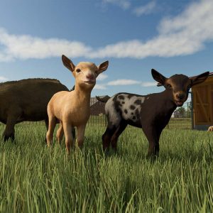 Animals